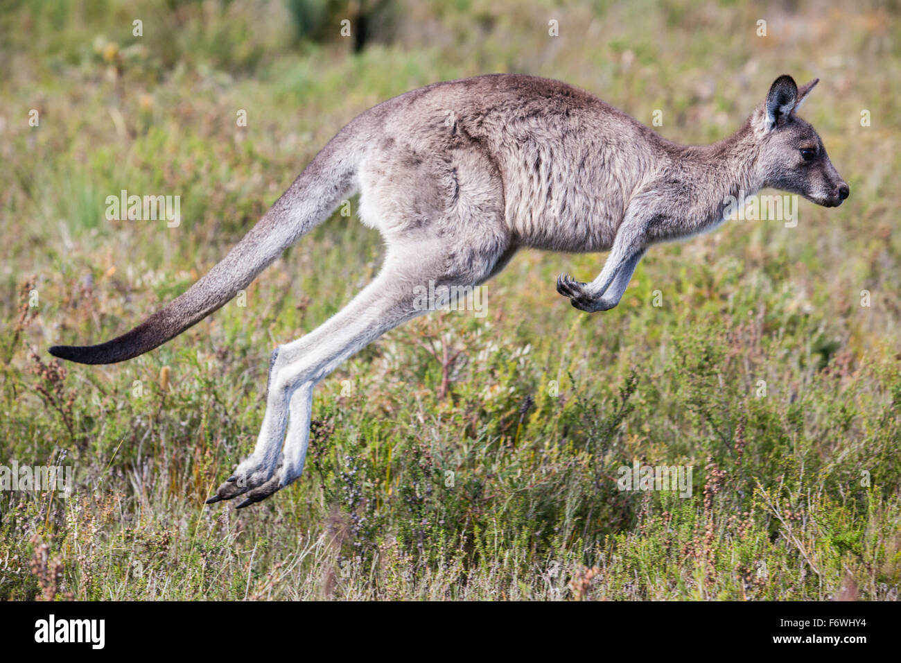 Eastern grey kangaroo, Wilsons Promontory, Victoria, Australia Stock Photo