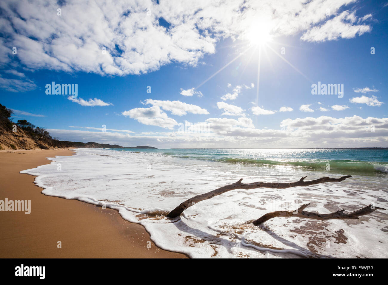 Driftwood at beach, Mornington Peninsula, Victoria, Australia Stock Photo