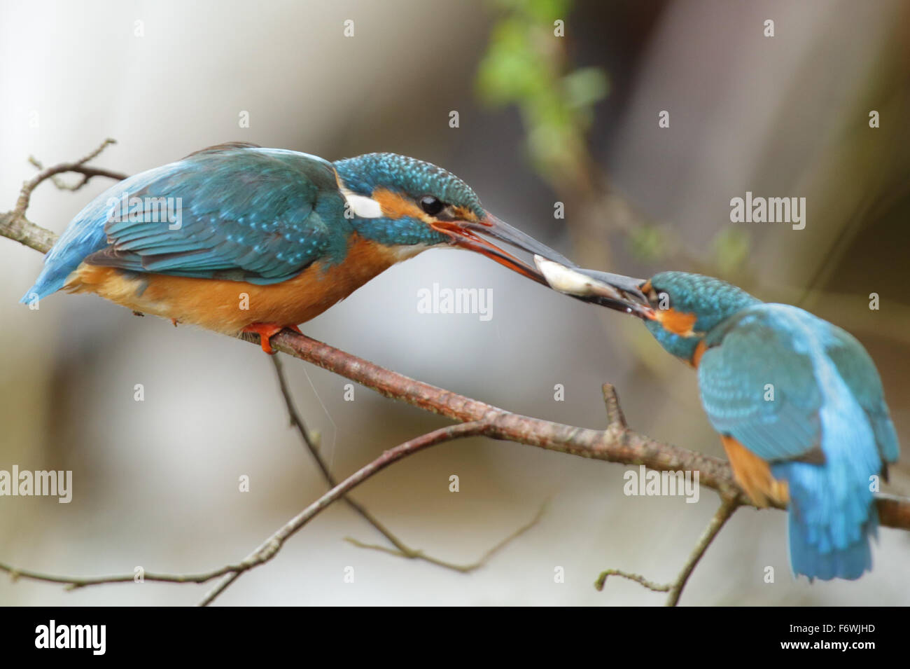 Courtship behavior of a pair of kingfishers. The male offers a fish to his female before mating. Estonia, Europe. Stock Photo