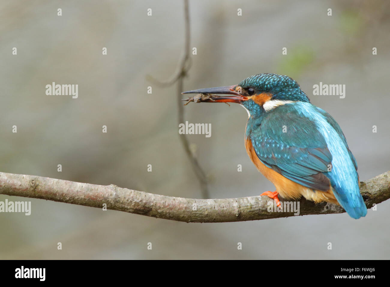 Kingfisher (Alcedo atthis) with dragonfly nymph (larvae) as food. Unusual sighting. Stock Photo