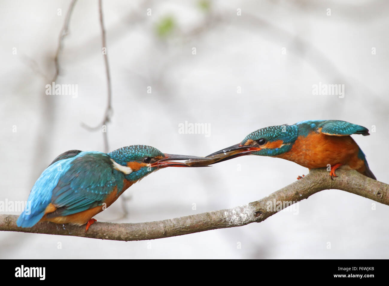 Courtship behavior of a pair of kingfishers. The male offers a fish to his female before mating. Estonia, Europe. Stock Photo