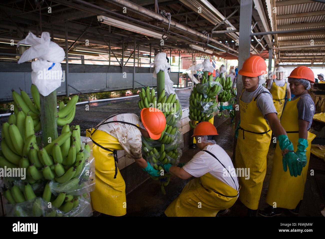 Workers at Dole banana plantation, near San Pedro Sula, Honduras