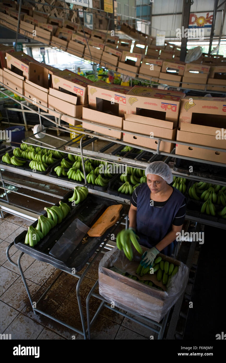 Worker at the Dole banana plantation, near San Pedro Sula, Honduras, Central America Stock Photo