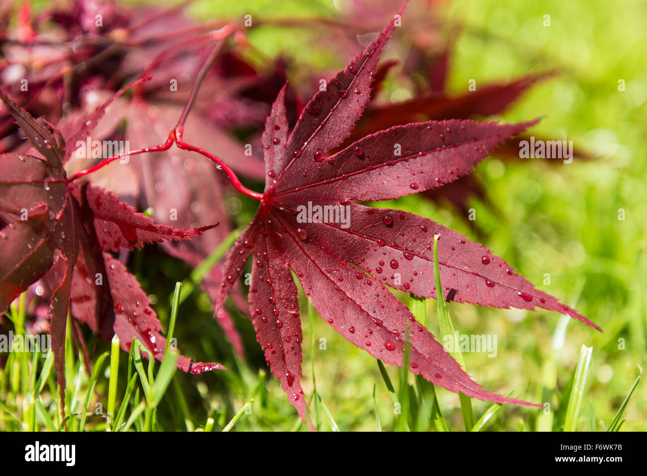 Acer Leaf Stock Photo