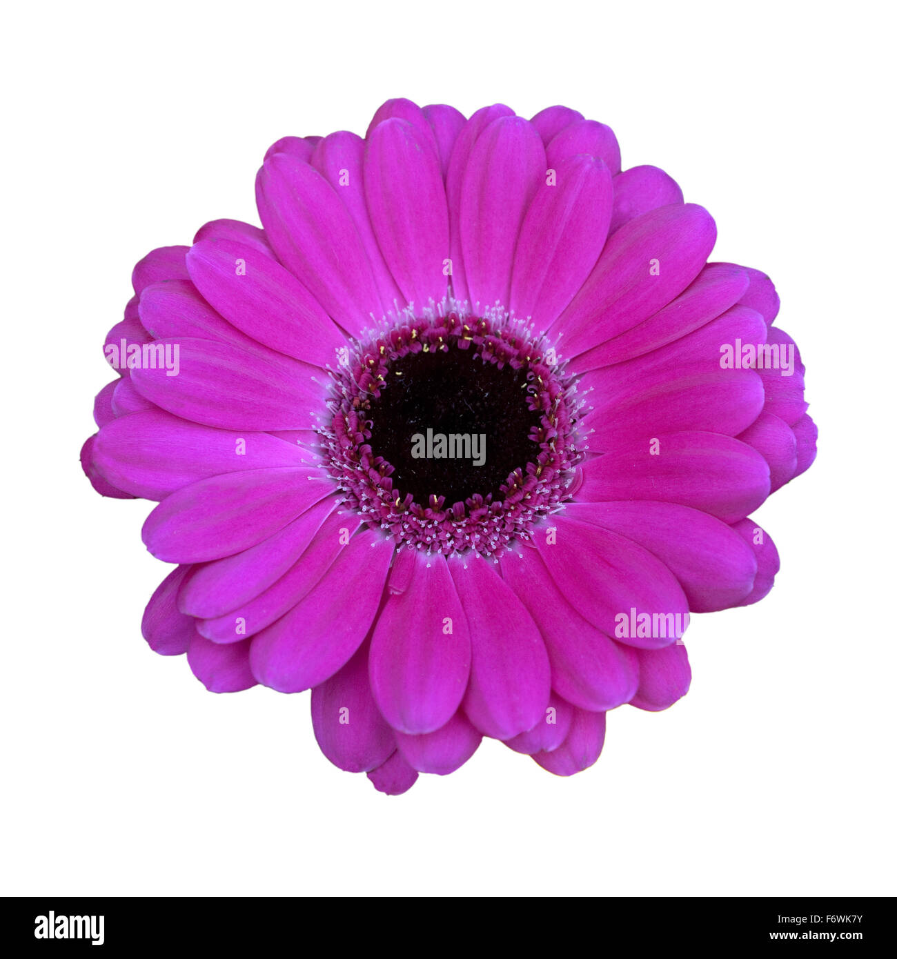 Gerbera, Afrika, Sommerblume Stock Photo Alamy