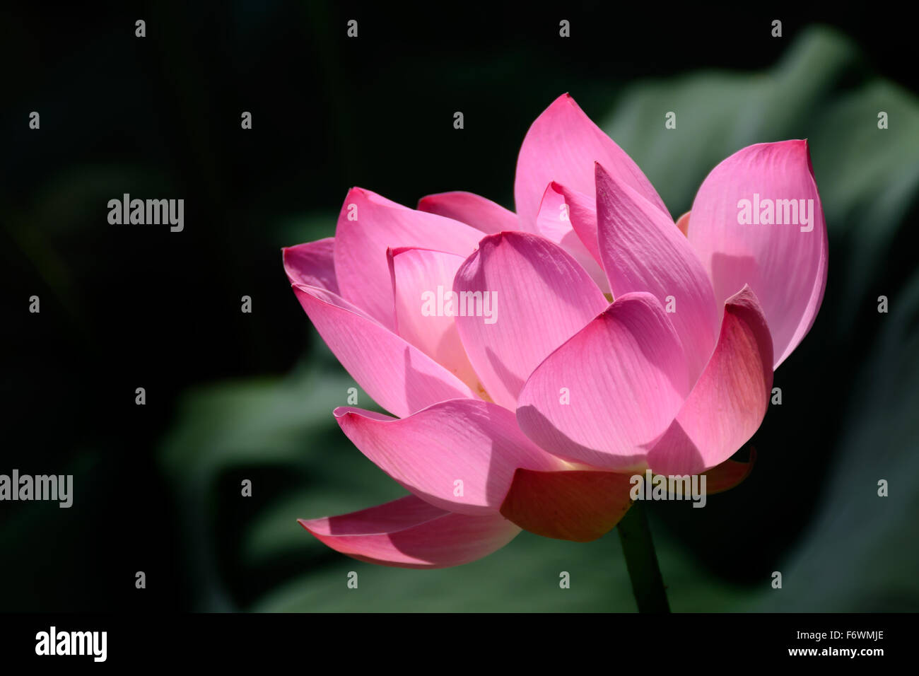 A glowing lotus flower Stock Photo