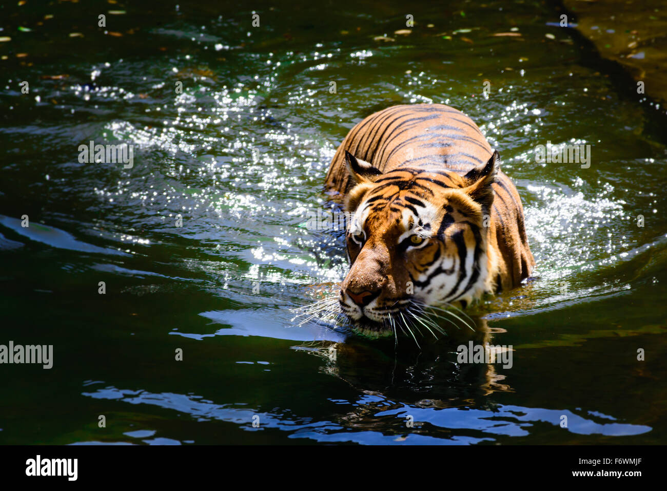 A rather nervous tiger takes a cold bath on a hot summer day Stock Photo