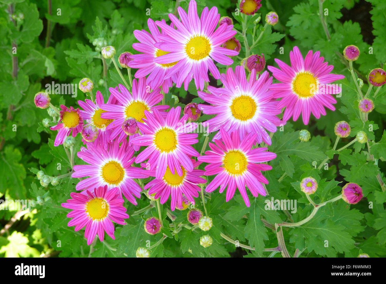 Tanacetum coccineum 'Robinsons Hybrids' ( Painted Daisy )  Flowers are colored from medium pink to dark pink with bright yellow. Stock Photo