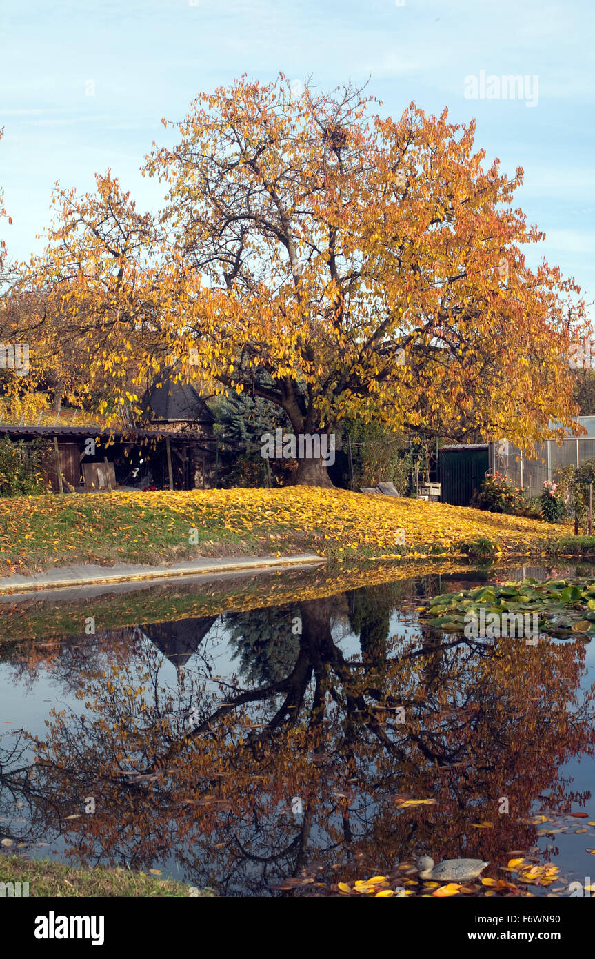 Herbstimpression, Herbst, Teich Stock Photo Alamy