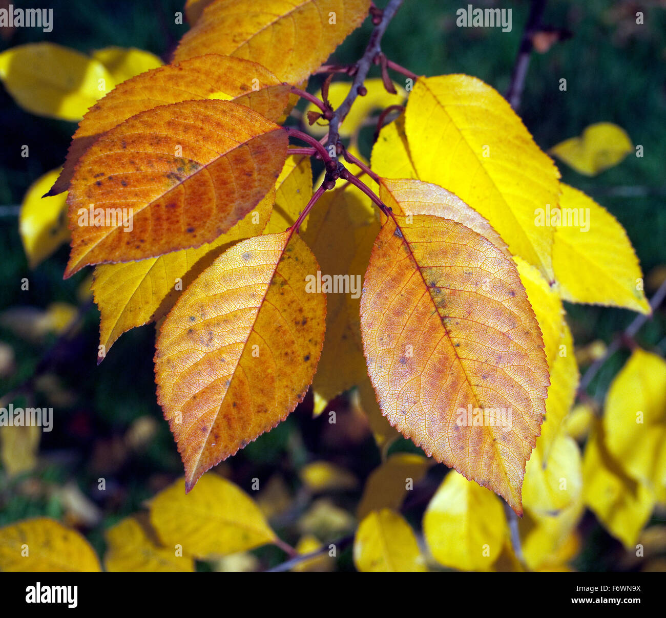 Herbstimpression, Kirschbaum, kirsche, Herbst Stock Photo