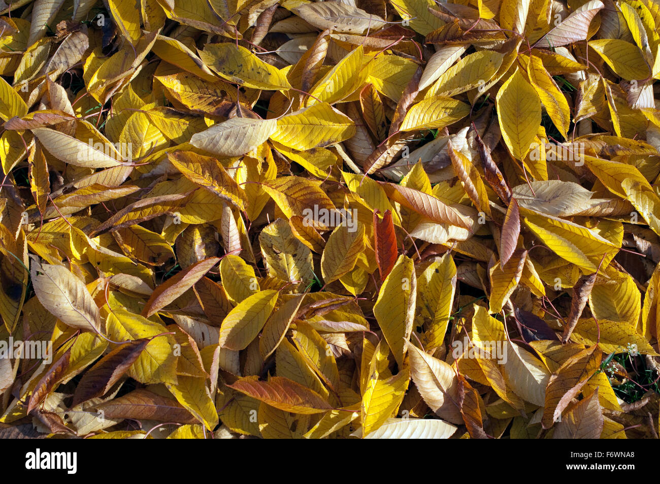 Herbstimpression, Laub, kirsche, Herbst Stock Photo