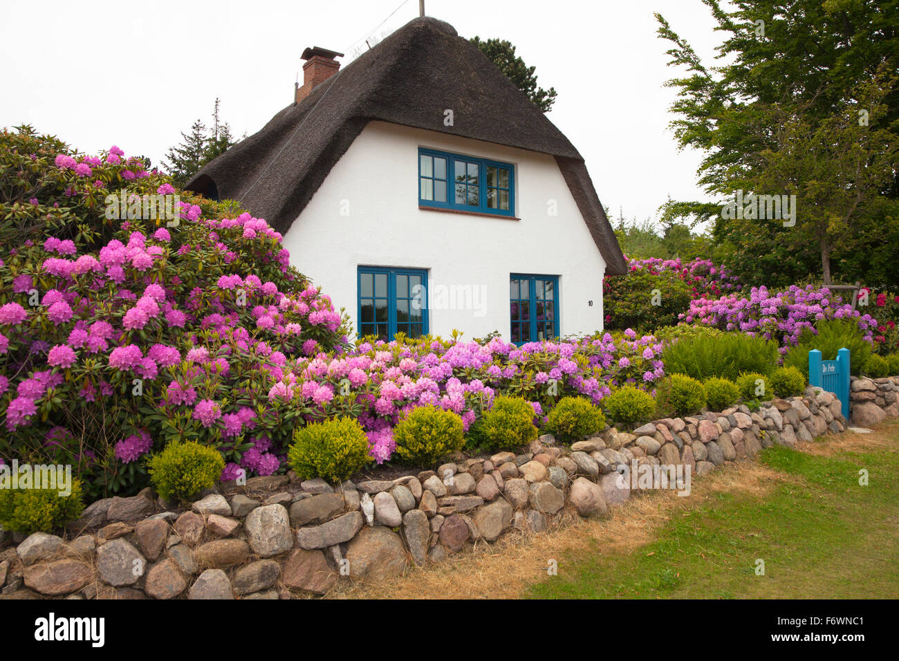 Rhododendron in front of a frisian house with thatched roof, Nebel, Amrum  island, North Sea, North Friesland, Schleswig-Holstein Stock Photo - Alamy