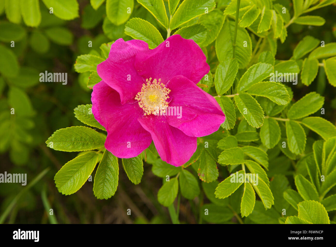 Rugosa rose, Sylter Rose, Sylt island, North Sea, North Friesland,  Schleswig-Holstein, Germany Stock Photo - Alamy
