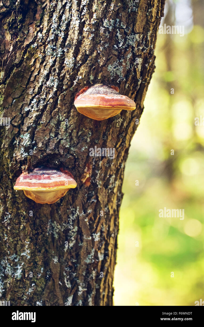 polypore mushrooms on tree stem in forest Stock Photo