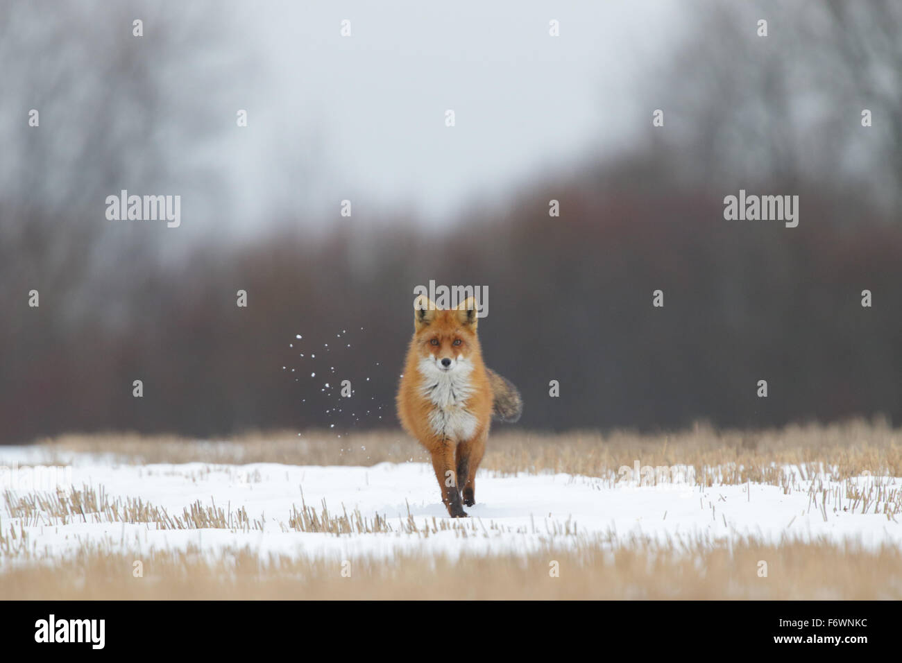 Fox red fox animal in its environment hi-res stock photography and ...