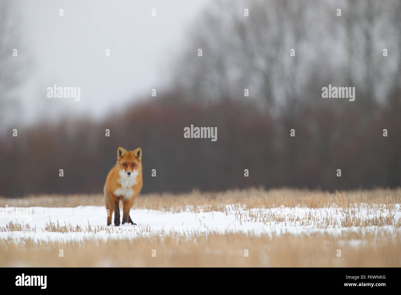 Red Fox (Vulpes vulpes) in mating season Stock Photo - Alamy