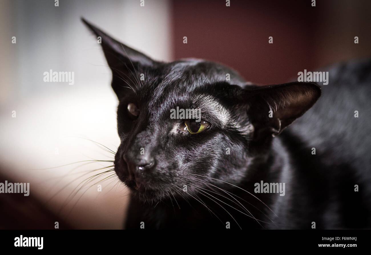 Beautiful black cat close up hi-res stock photography and images - Alamy