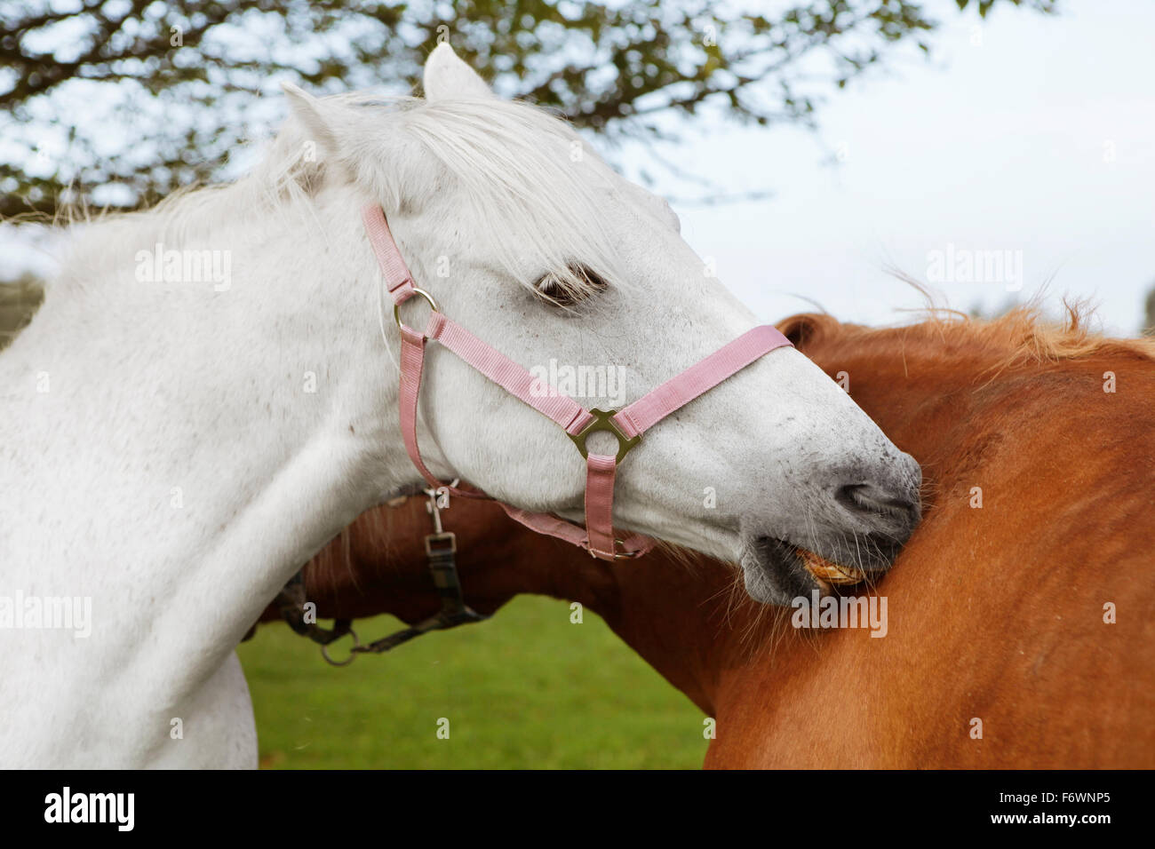 two horses on a pasture preen and show up as their affection Stock Photo