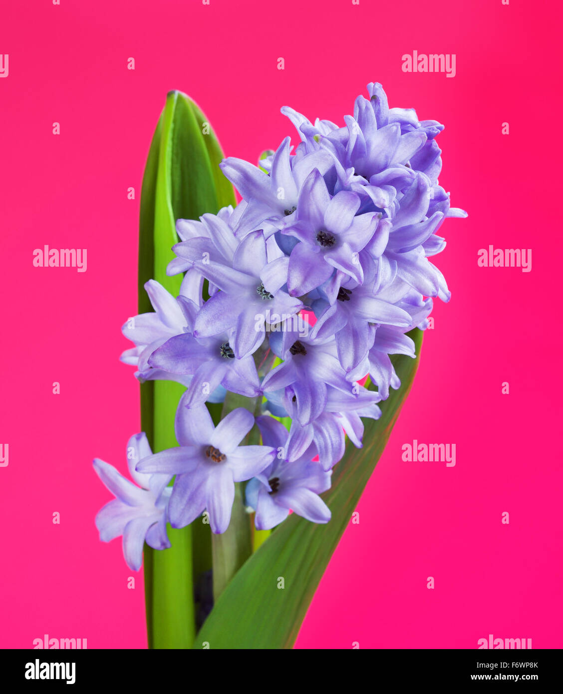 beautiful fresh blue hyacinth on pink background Stock Photo