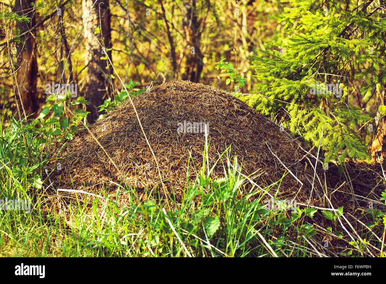 big anthill with colony of ants in summer forest Stock Photo