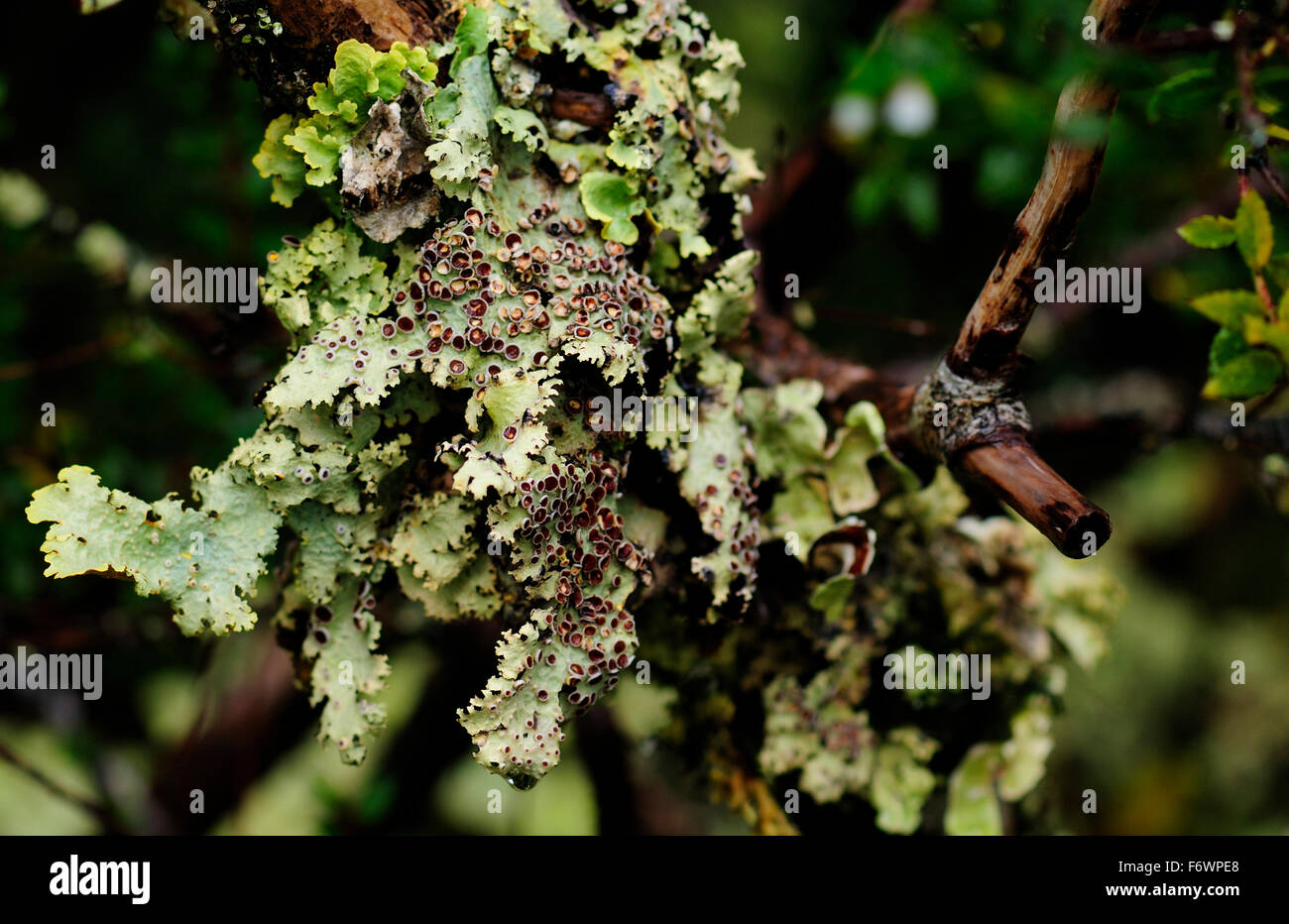 Liverworts, rainforest, Caleta Escandallo, Tierra del Fuego, Chile Stock Photo