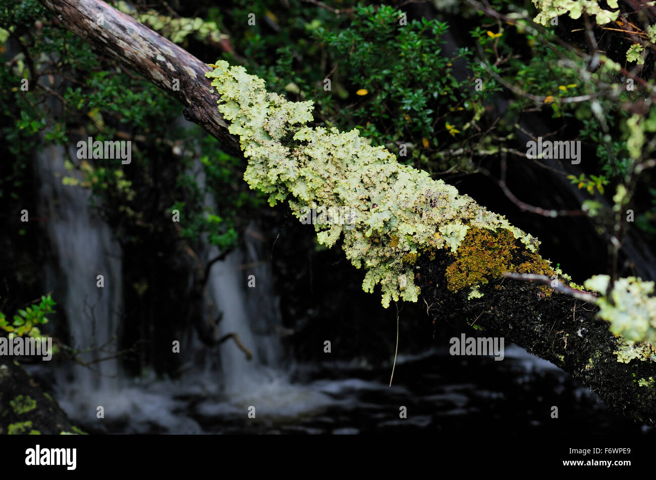 Moss-grown branch in the rainforest, Caleta Escandallo, Tierra del Fuego, Chile Stock Photo