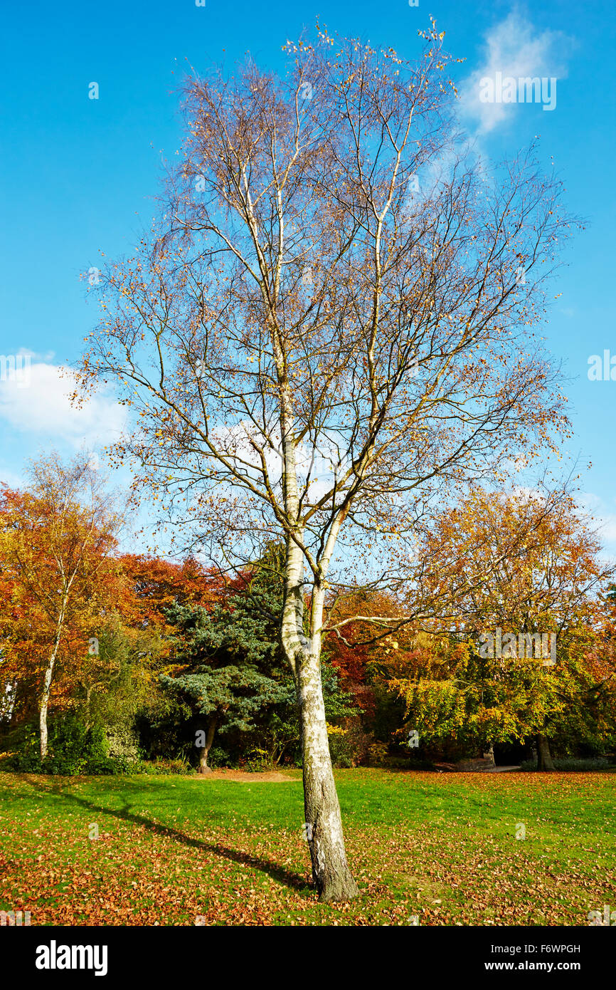 silver birch tree in Autumn at Nottingham Arboretum Stock Photo Alamy