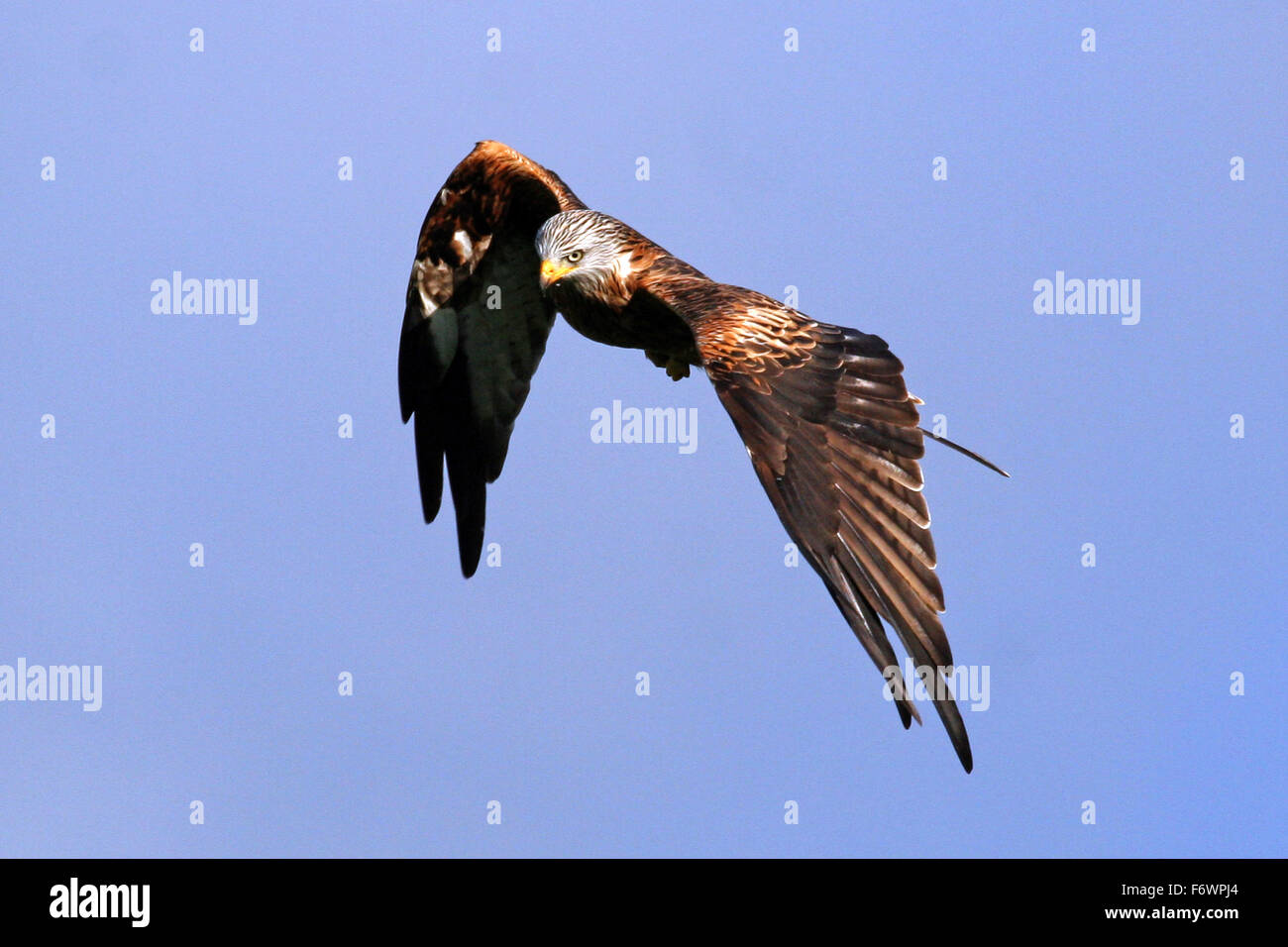Red Kite in flight. (Milvus Milvus) Stock Photo
