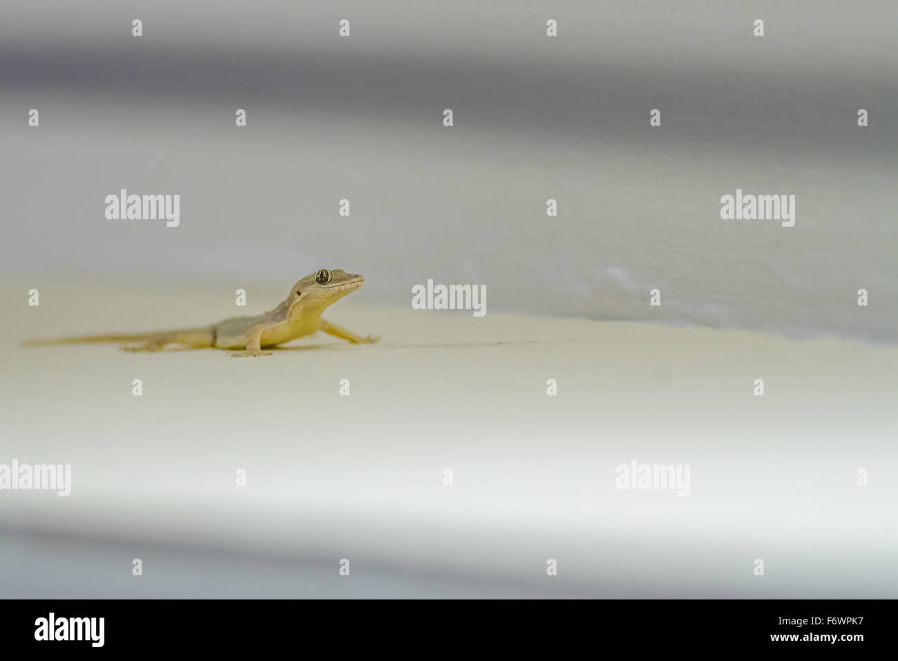 Gekko with a given head to scour the surface for insects Stock Photo