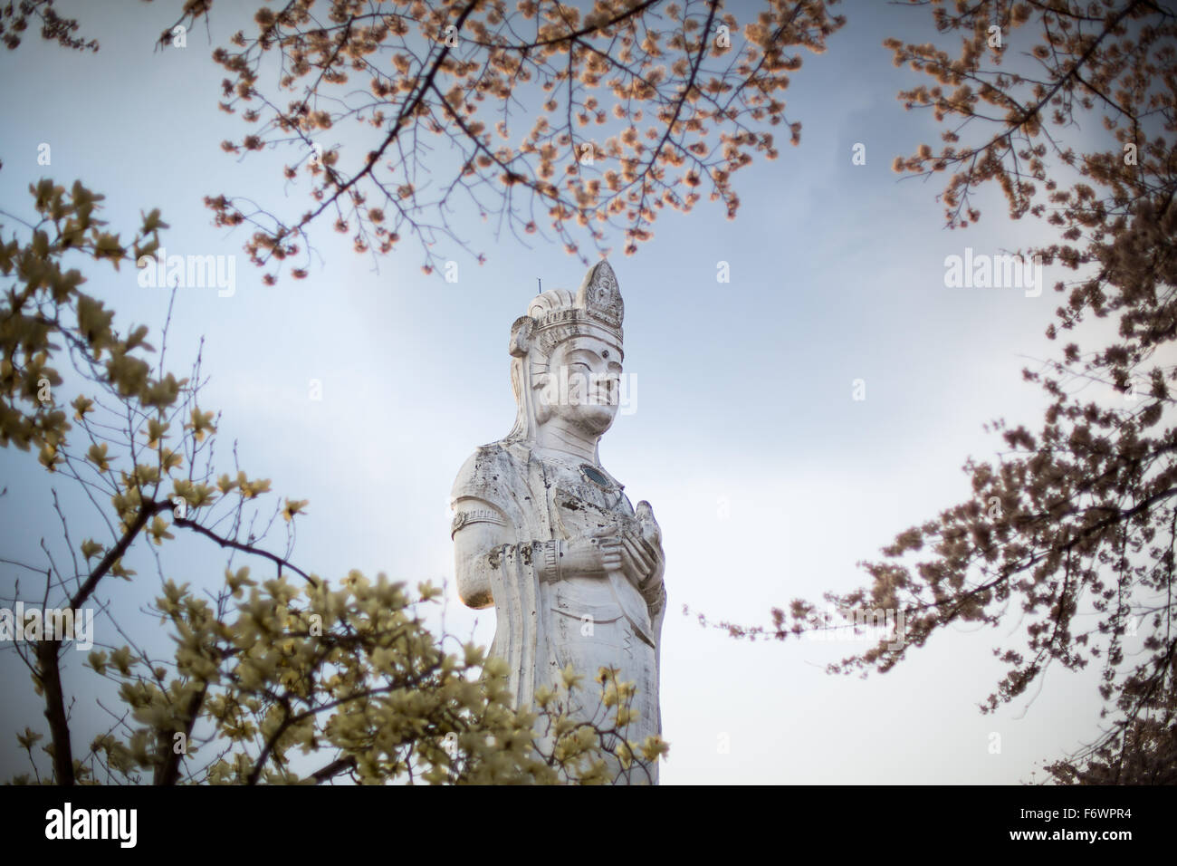 Guanyin with Sakura, Chinese Buddhism, The Goddess of Compassion at Funaoka Park - Shibata, Japan Stock Photo