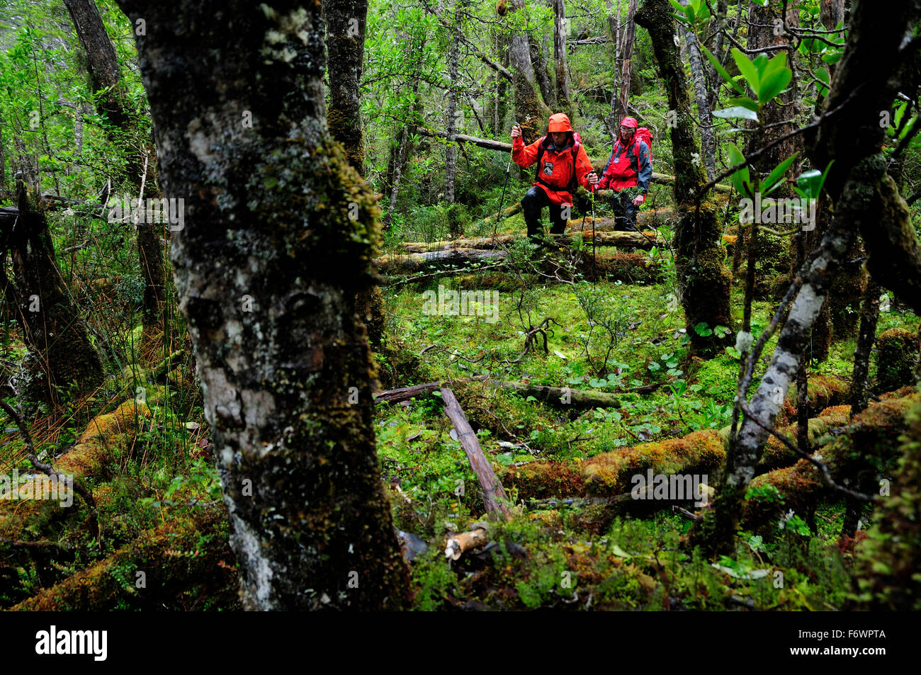 Two mountaineers passing rainforest at the foot of Monte Sarmiento, Tierra del Fuego, Chile Stock Photo