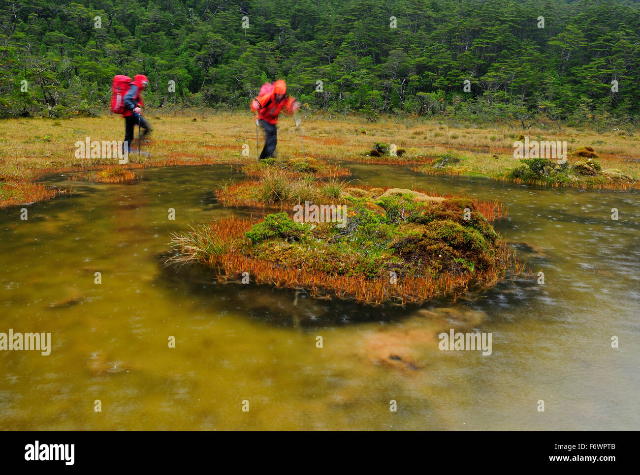 Two mountaineers in rain passing rainforest at the foot of Monte Sarmiento, Tierra del Fuego, Chile Stock Photo
