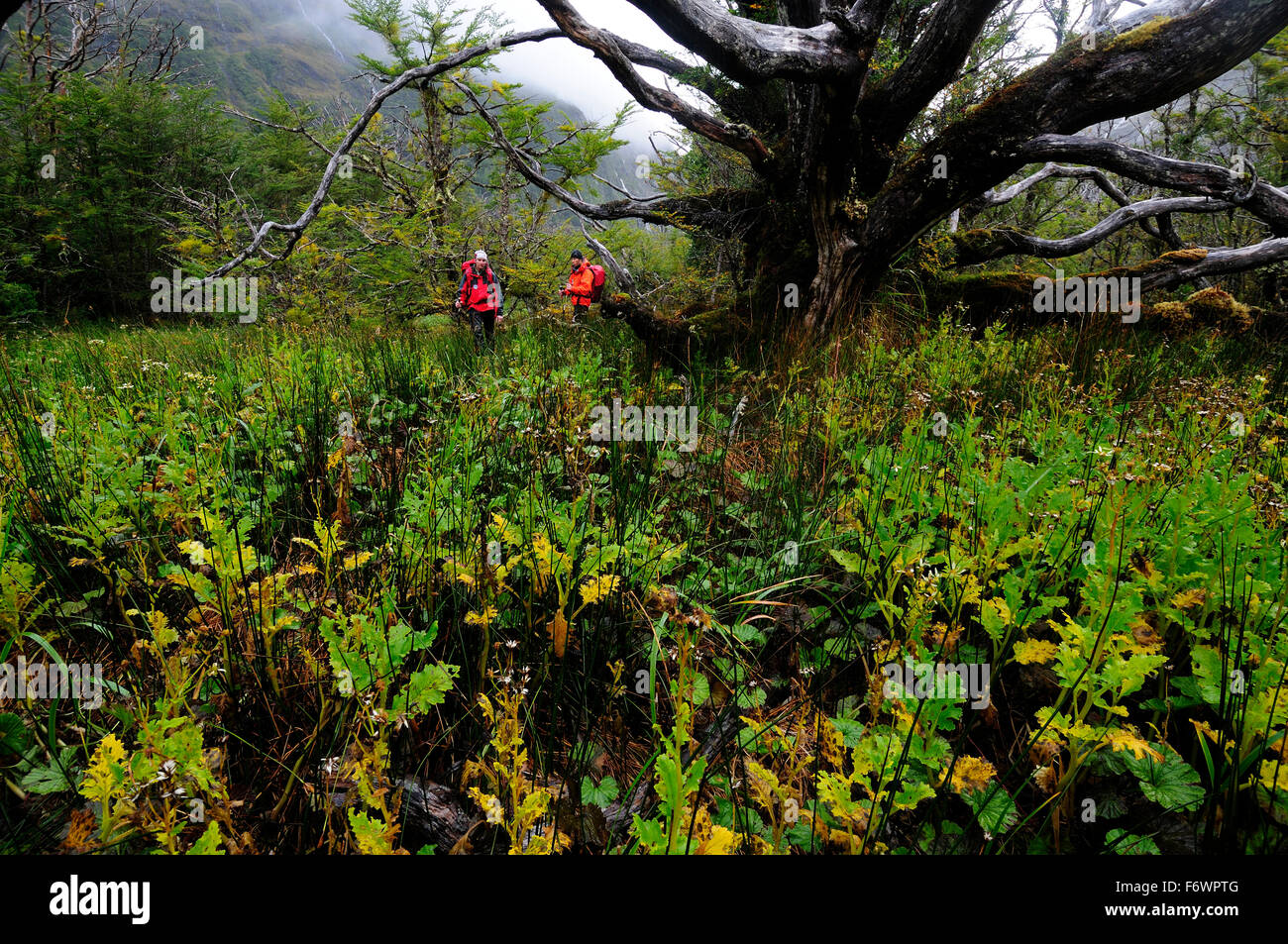 Two mountaineers passing rainforest at the foot of Monte Sarmiento, Tierra del Fuego, Chile Stock Photo