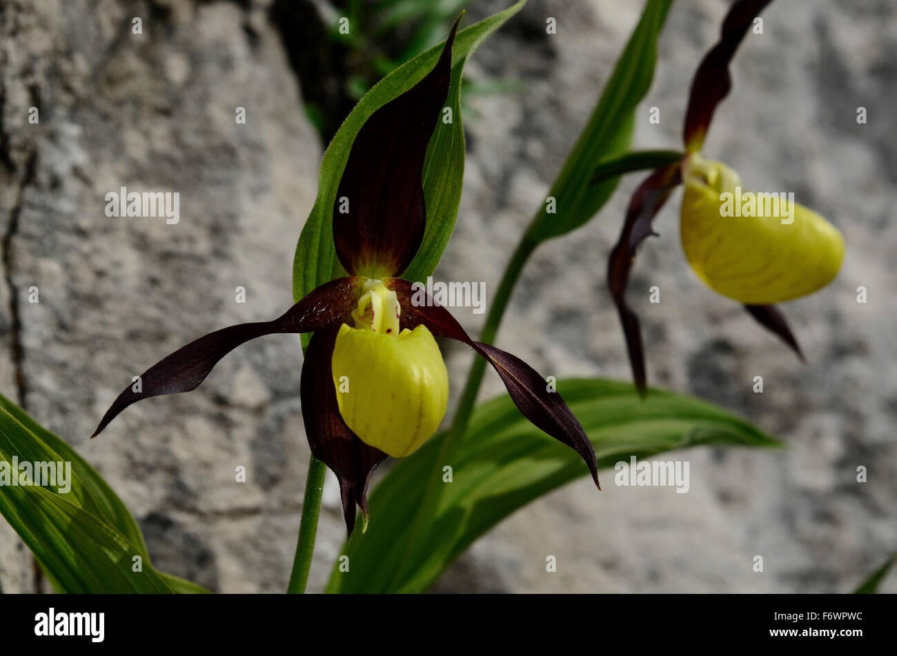 Lady's-slipper orchid, Val Brentei, Brenta Dolomites, Trentino, Italien Stock Photo
