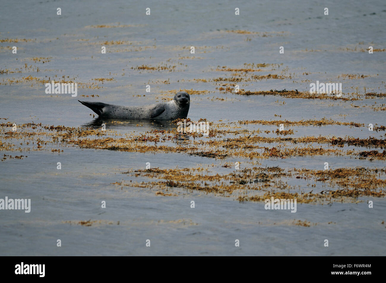 Grey seal at beach, Orkney Islands, Scotland, Great Britain Stock Photo