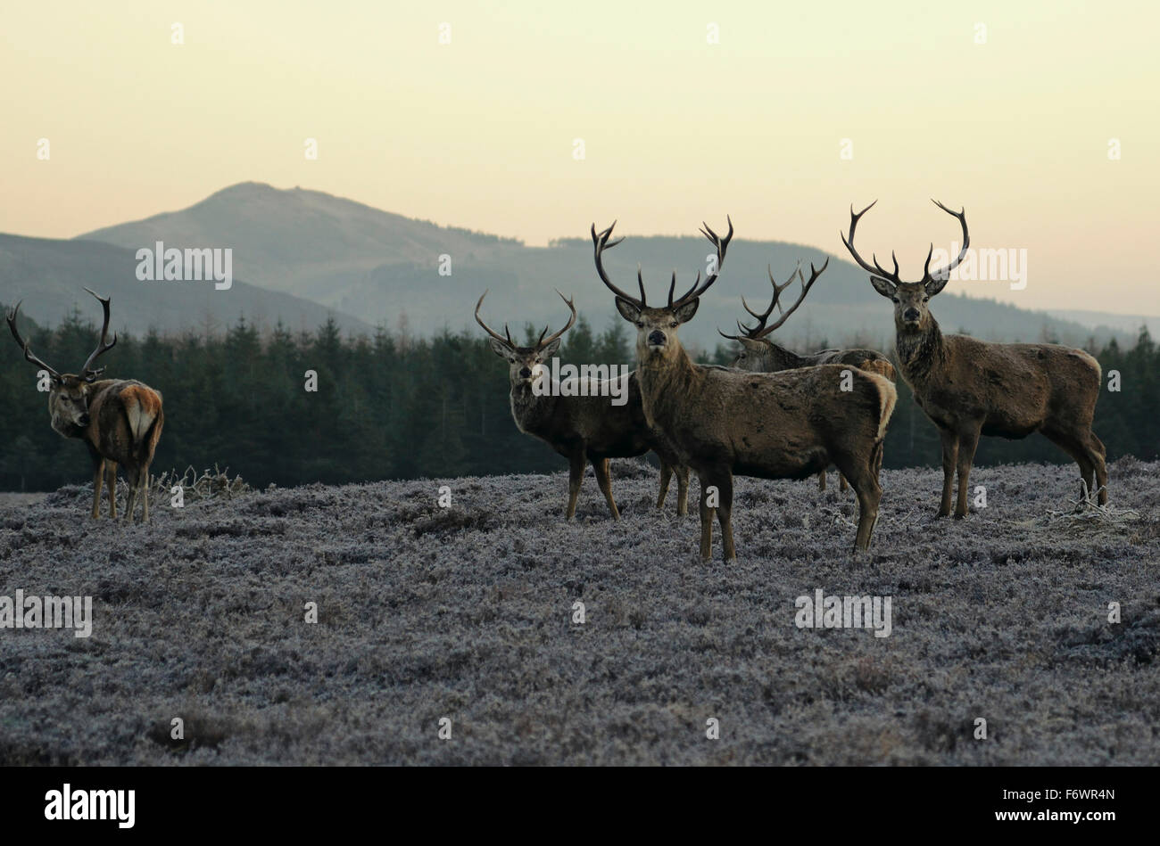 Deer at Spittal of Glen Muick, Cairngorms, Grampian Mountains, Highlands, Scotland, Great Britain Stock Photo
