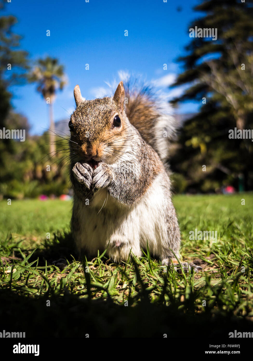 Grey squirrel in Company Gardens, Cape Town, South Africa Stock Photo