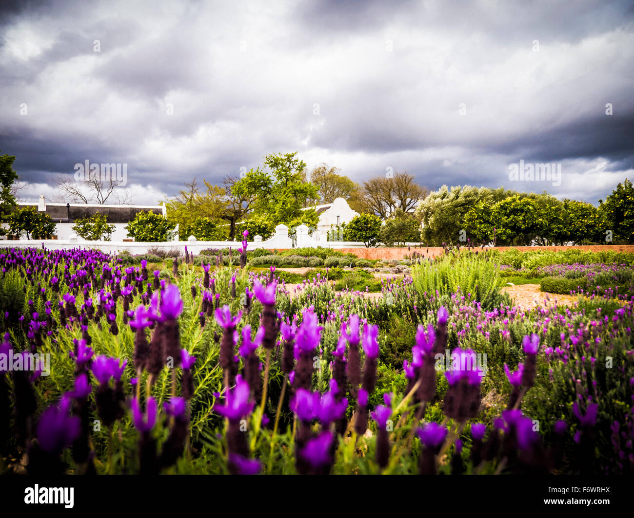 Lavender garden, Baylonstoren farm, Franschhoek, Western Cape, South Africa Stock Photo
