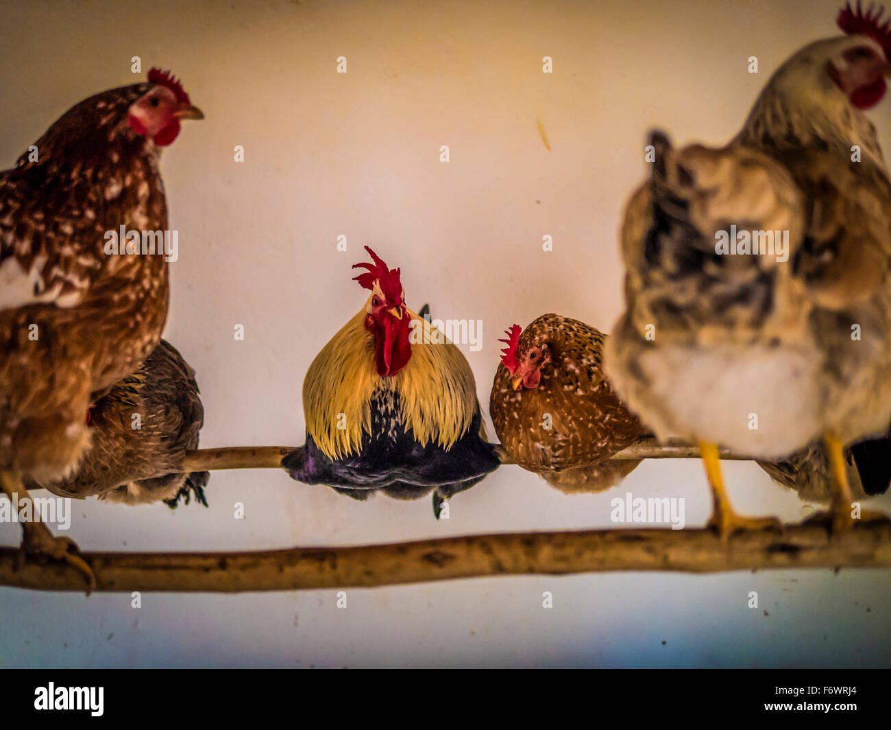 Chicken farm africa hires stock photography and images Alamy