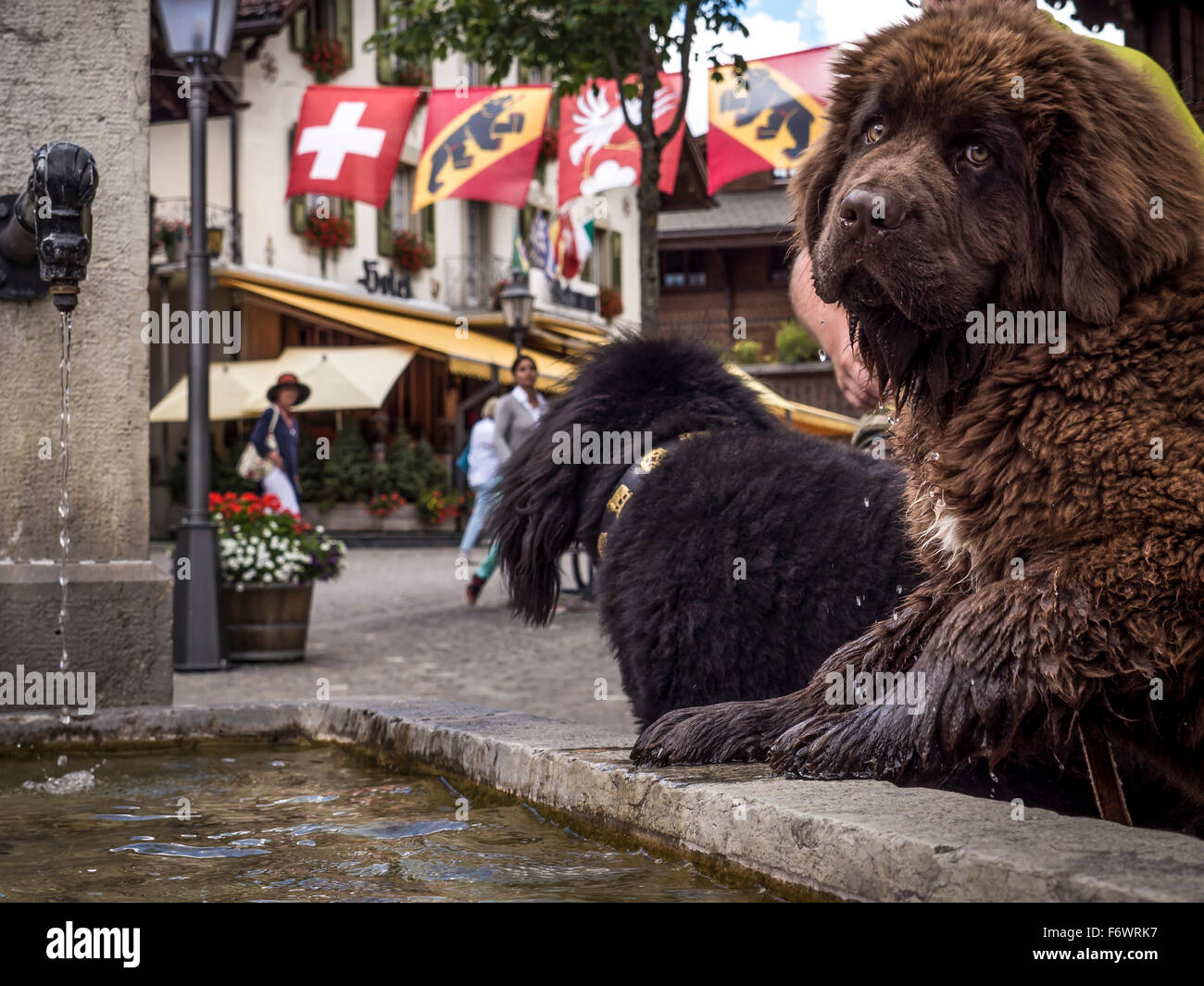 Dogs at a fountain, Gstaad, Canton of Bern, Switzerland Stock Photo Alamy
