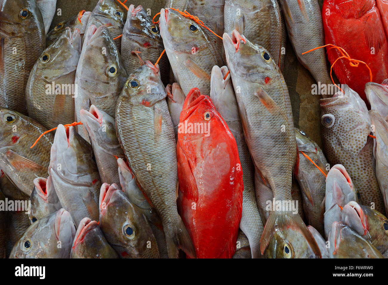 Freshly caught fish for sale, fish market, Sir Selwyn SelwynClarke