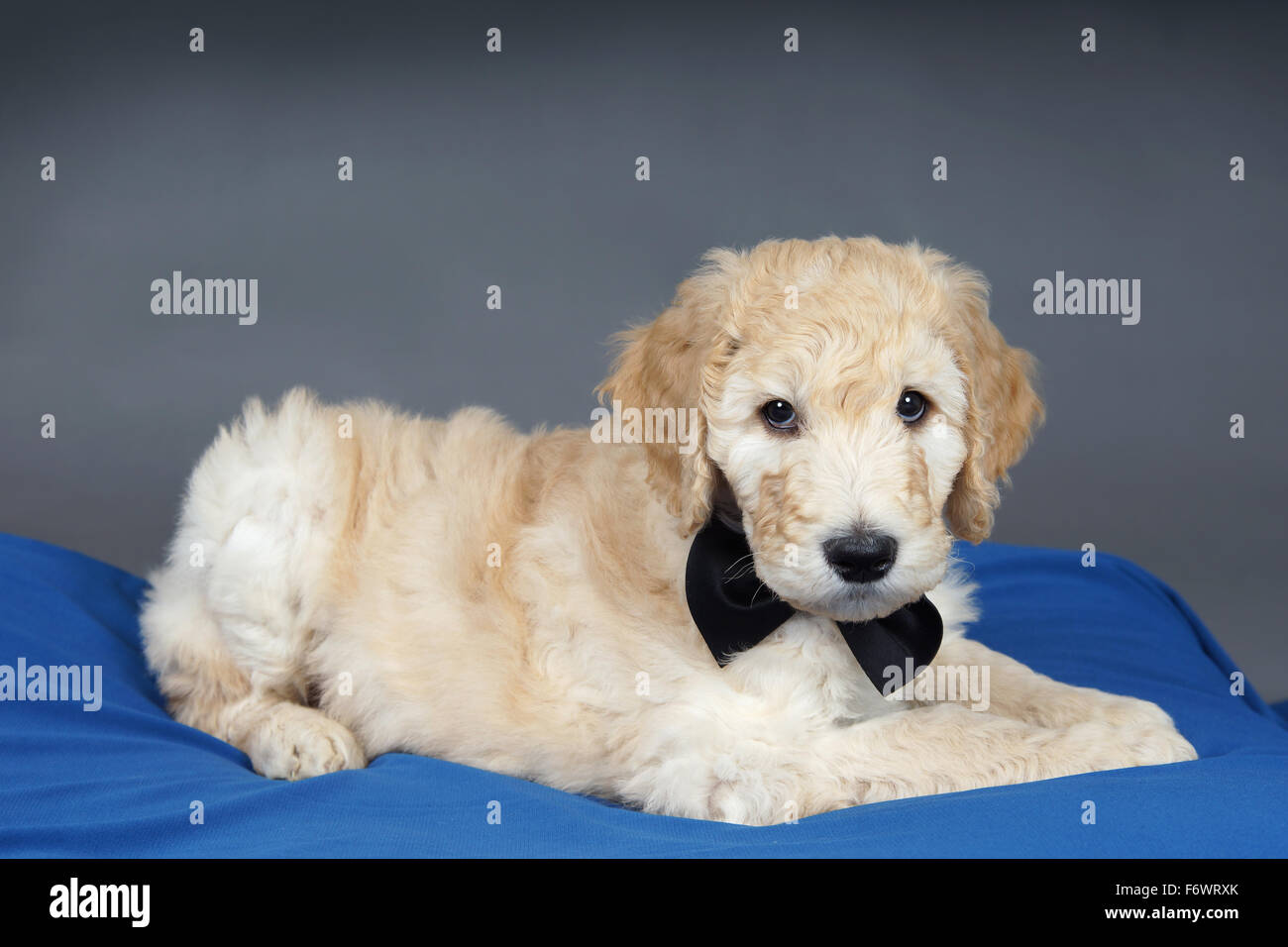 goldendoodle tie