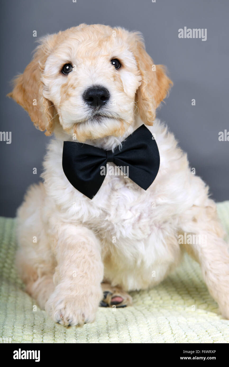 Goldendoodle puppy with black bow tie Stock Photo