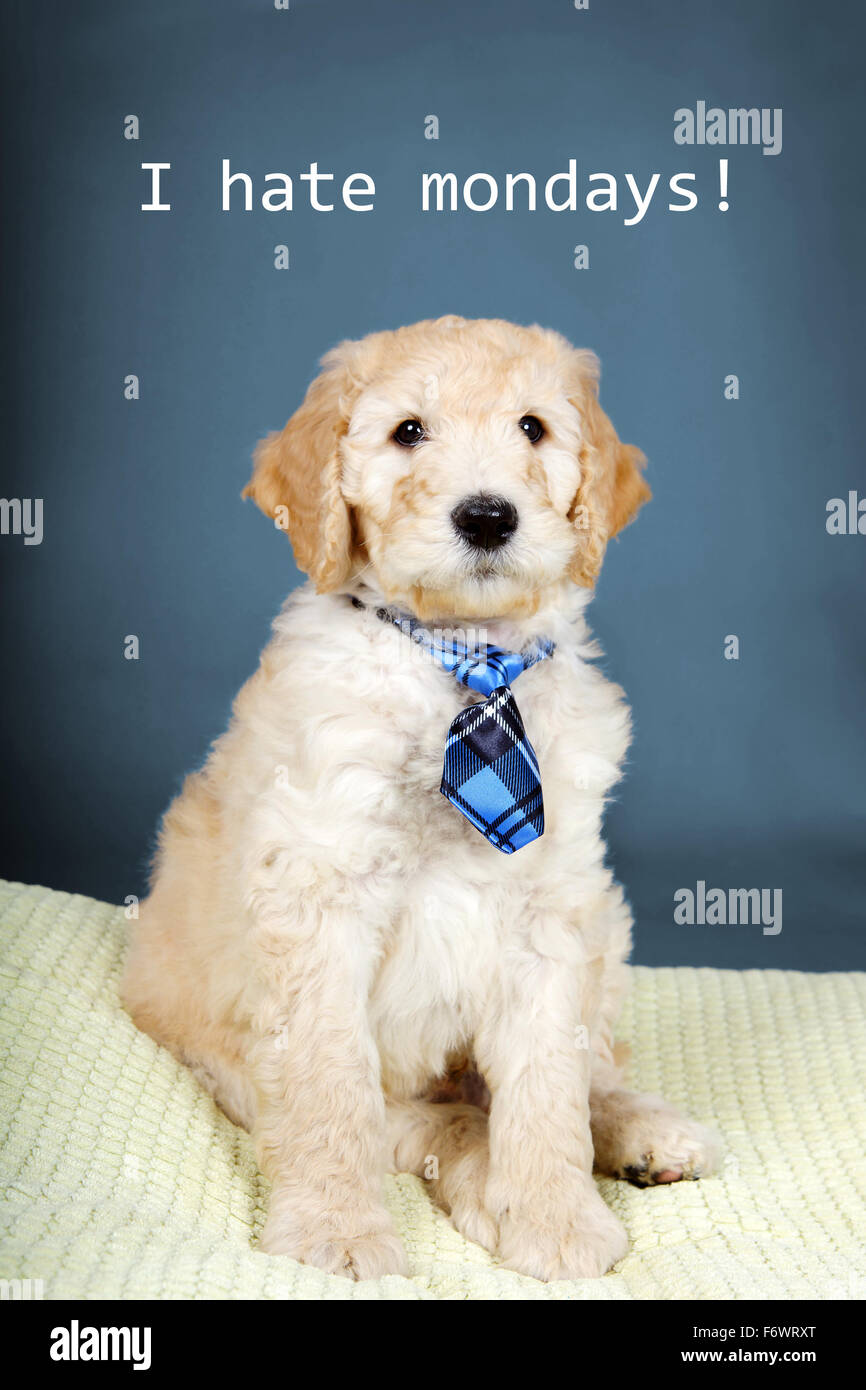 Cute goldendoodle puppy with plaid tie Stock Photo
