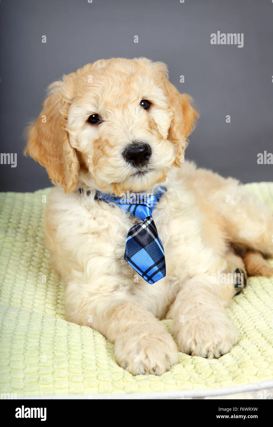 Cute goldendoodle puppy with plaid tie Stock Photo