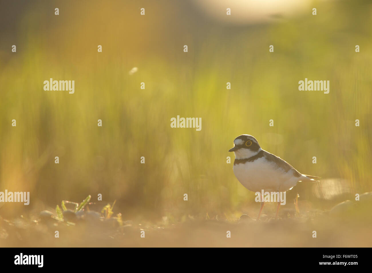 Little Ringed Plover (Charadrius dubius), Europe Stock Photo