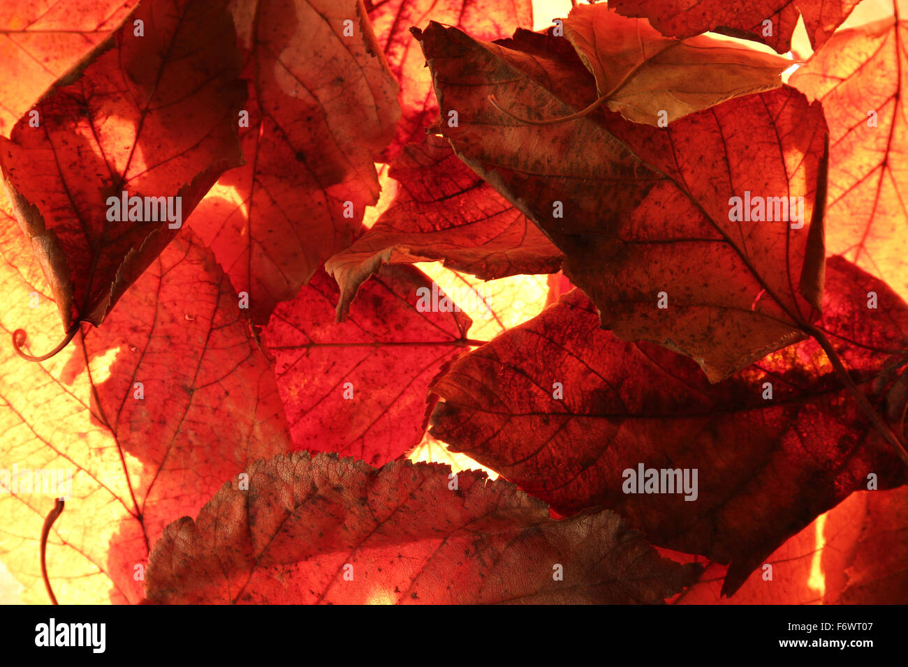backlit autumn leaves Stock Photo