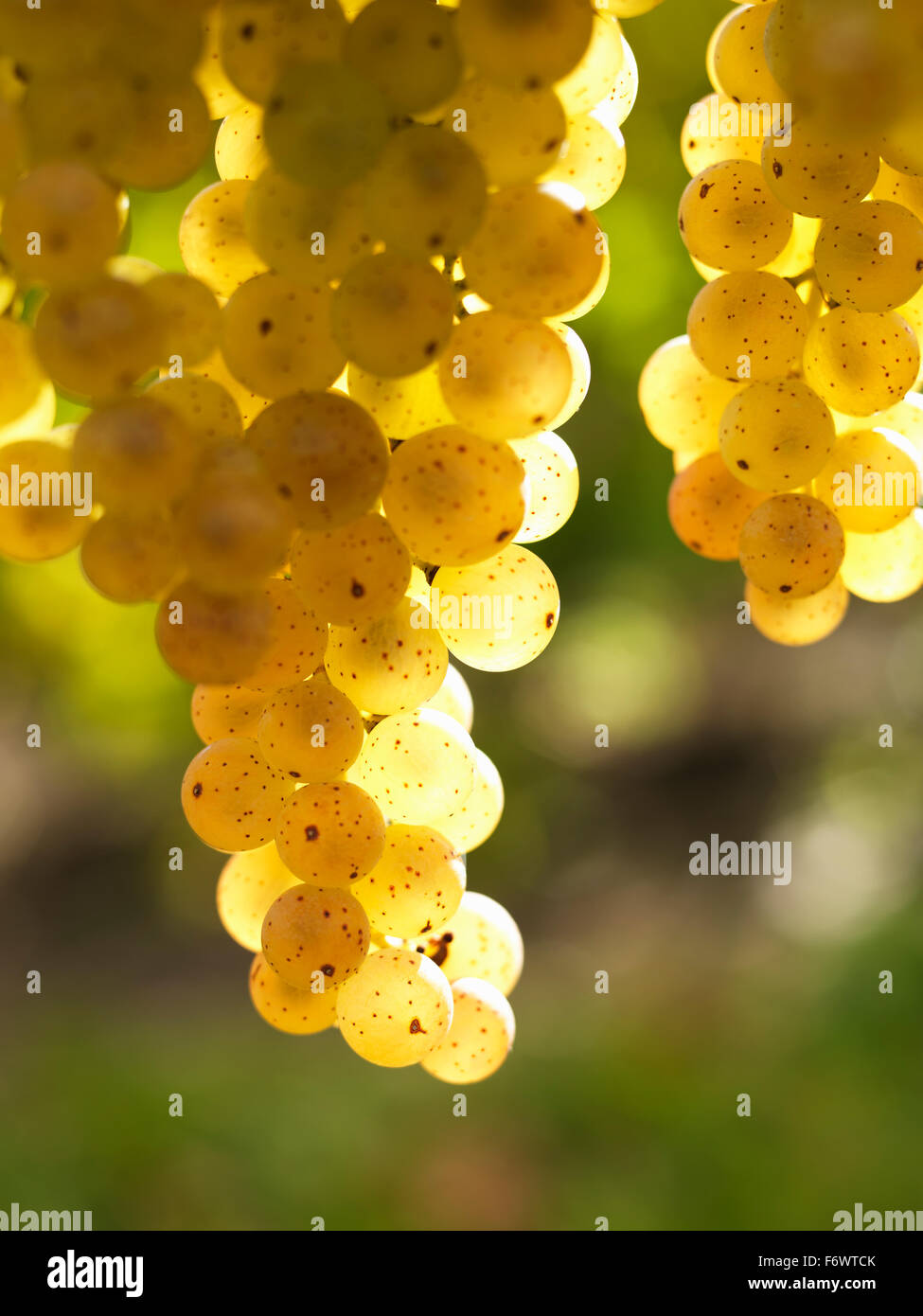 Canada,Ontario,Niagara-on-the-Lake, ripe white grapes on the vine light by sunlight. Vineyard grapes for white wine production. Stock Photo