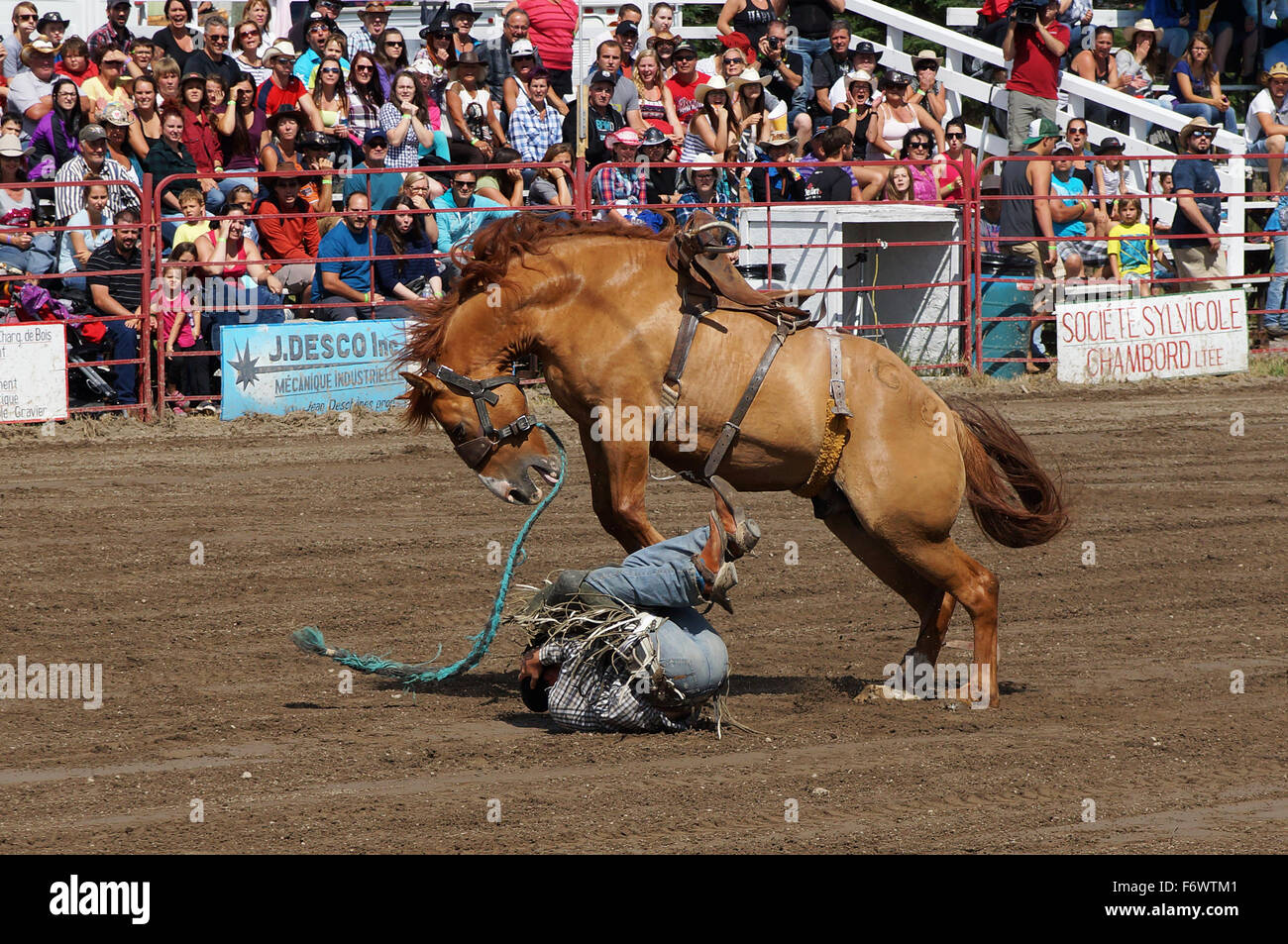 Cowboy protecting himself after being bucked off at the local rodeo