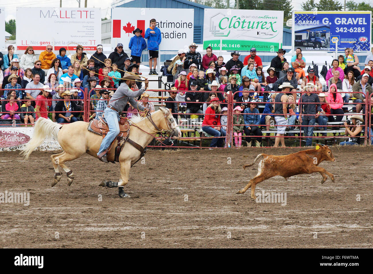 Cowboy about to throw his lasso at the local rodeo calf roping competition in Quebec Stock Photo